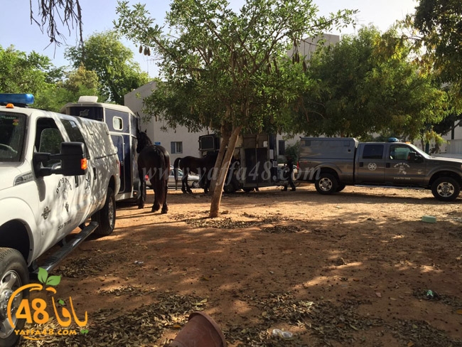 yamen td yaffa j (12).jpg